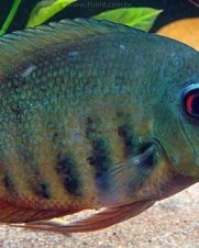 Acara Severum Green 3-4cm