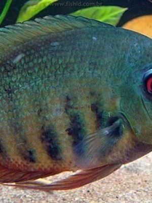 Acara Severum Green 3-4cm