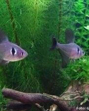 Tetra Black Phantom 2-3cm