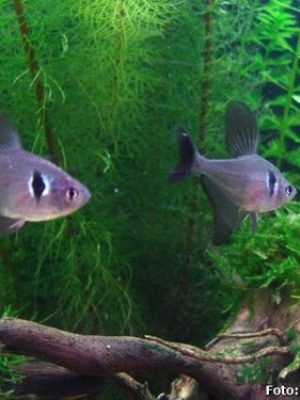 Tetra Black Phantom 2-3cm