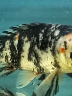 Carpa Nishikigois 15-18cm