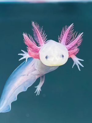 Axolote Leucístico