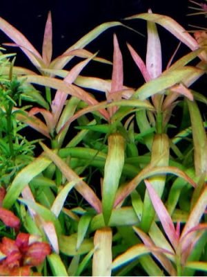 Hygrophila Pantanal