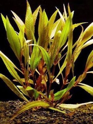 Hygrophila angustifolia 'Rubra'