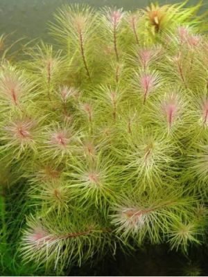 Rotala Wallichii