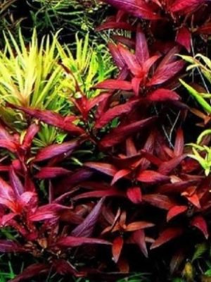 Alternanthera Glandulosa