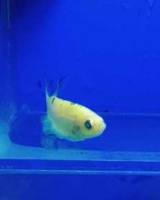 Betta Macho Placate Verde Fluorescente 3-5cm