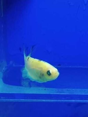 Betta Macho Placate Verde Fluorescente 3-5cm
