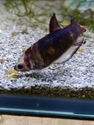 Betta Fêmea Palhaço 2-4cm