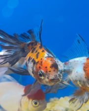 Kinguio Oranda Calico 6-9cm Kinguio Oranda Calico 6-9cm