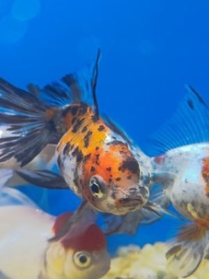 Kinguio Oranda Calico 6-9cm