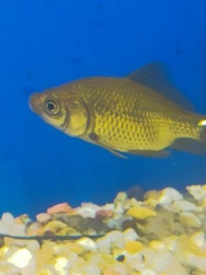 Kinguio Comum Chocolate 2-3cm Promoção