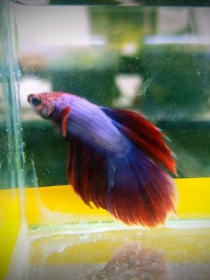 Betta Macho Pink Dragon 2-4cm