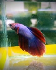Betta Macho Dragon Rosa 2-4cm