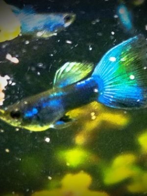 Lebiste Moscow Green Casal 2-4cm