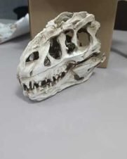 Enfeite De Resina Ocean Tech Crânio de Dinossauro 15cm