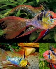 Ramirezi Comum Véu 4-6cm Ramirezi Comum Véu 4-6cm