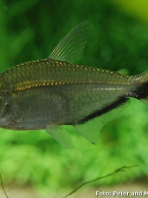 Tetra Fortuna 3-5cm