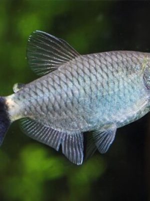Tetra Olho de Fogo