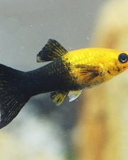 Molinesia Gold Black Lira 2-4cm Molinesia Gold Black Lira 2-4cm