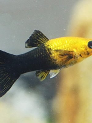 Molinesia Gold Black Lira 2-4cm