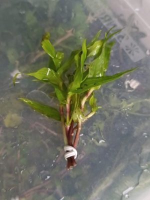 Murdannia sp. Red