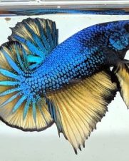 Betta Macho Mustard Gas Plakat 3-4cm Betta Macho Mustard Gas Plakat 3-4cm
