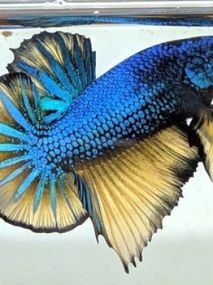 Betta Macho Mustard Gas Plakat 3-4cm