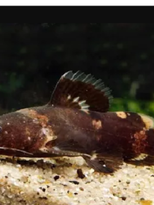 Raninus 3-4cm
