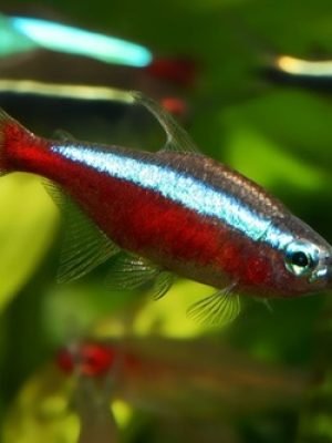 Tetra Neon Cardinal 1-2cm