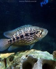 Jaguar 10-15cm Jaguar 10-15cm