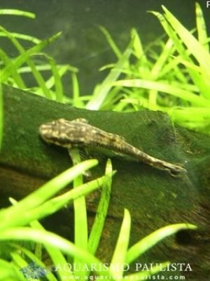 Parotocinclus 3-5cm