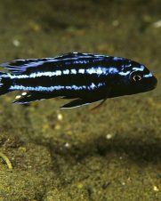 Eletric blue johannii Eletric blue johannii