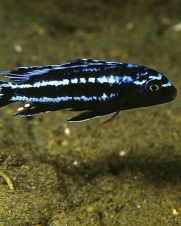 Eletric blue johannii