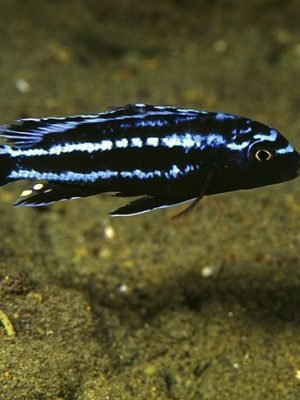 Eletric blue johannii