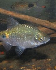 Barbo Fêmea Rosado / Conchônio 2-4cm