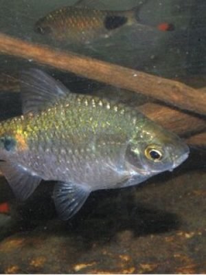 Barbo Fêmea Rosado / Conchônio 2-4cm