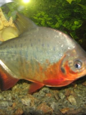 Pacu Caranha 4-6cm