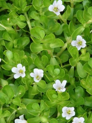 Bacopa monnieri