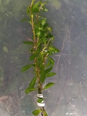 Rotala Repens