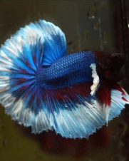 Betta Macho Fancy 3-5cm Betta Macho Fancy 3-5cm