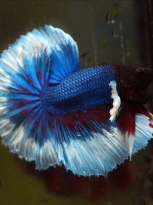 Betta Macho Fancy 3-5cm