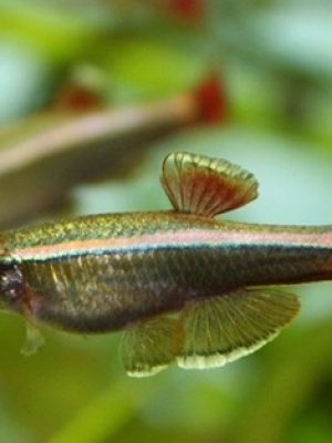 Tanictis 2-3cm