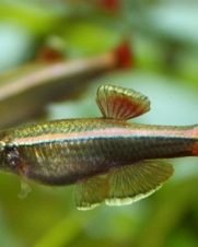 Tanictis 2-3cm