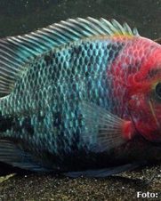 Vieja Synspilum 9-12cm Vieja Synspilum 9-12cm