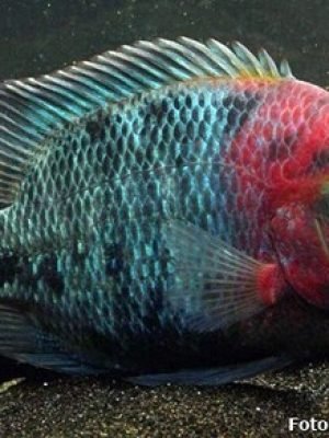 Vieja Synspilum 9-12cm