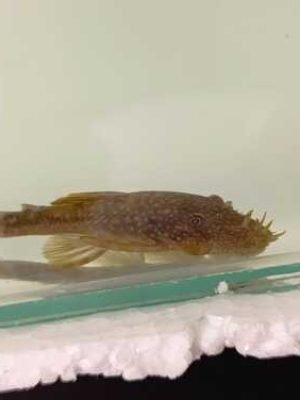 Cascudo Ancistrus 3-6cm