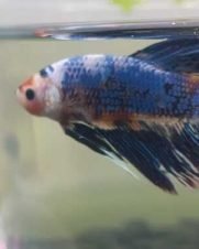 Betta Macho Super Diamond 3-5cm Betta Macho Super Diamond 3-5cm