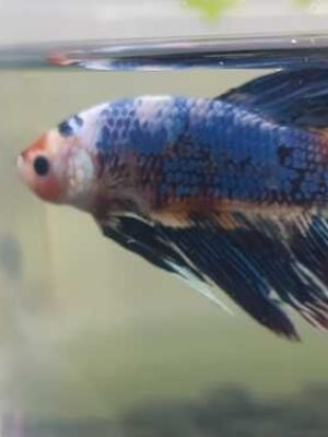 Betta Macho Super Diamond 3-5cm