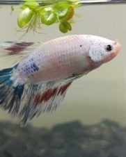 Betta Macho Esmerauda 3-5cm Betta Macho Esmerauda 3-5cm